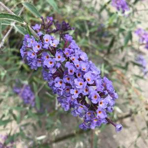 Buddleia Nanho Blue is a compact shrub with fragrant lavender-blue flowers that attract butterflies, making it a perfect choice for adding both color and wildlife appeal to gardens.