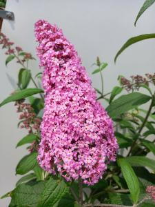 Buddleia Pink Delight is a vibrant shrub with soft pink flower spikes that attract butterflies, providing a splash of color and fragrance throughout the summer.