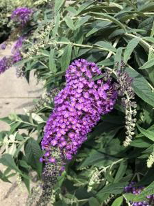 Buddleia Purple Chip is a compact butterfly bush with rich purple blooms that attract pollinators, offering vibrant color and elegance to smaller garden spaces.