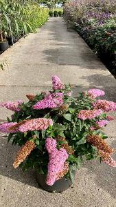 Buddleja Rocketstar Flamingo Butterfly Bush, dwarf variety with a low growing compact habit. Produces masses of large flamingo-pink flowers all summer long. 