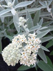 Buddleja Davidii Silver Anniversary is a unique butterfly bush with silvery-grey foliage and clusters of fragrant white flowers, adding texture and elegance to any garden.