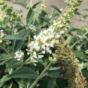 Buddleia White Chip is a compact butterfly bush with crisp white blooms that attract pollinators, adding elegance and beauty to smaller garden spaces.