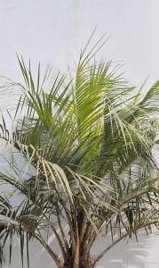 Butia Capitata, commonly known as the Pindo Palm, is a hardy, slow-growing palm with graceful, arching blue-green fronds and sweet, edible fruits, making it a striking and functional addition to gardens.