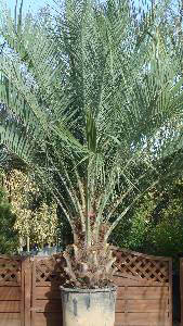 Butia Capitata, hardy palms specialist nursery, London. Paramount, specialist London garden centre and online UK.