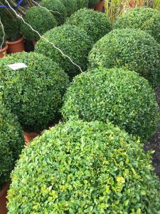 Just clipped - Topiary Balls and Globes buy online - UK delivery