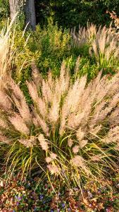 Calamagrostis Brachytricha or Korean Feather Reed Grass is a very attractive ornamental grass - part of our large grasses collection, buy UK.