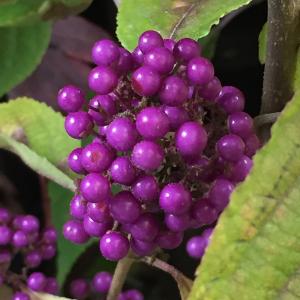 Callicarpa Profusion trained as a climber, pretty lilac flowers and bright purple berries, for sale online UK delivery