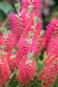 Callistemon Citrinus or Lemon Bottlebrush or Callistemon Lanceolatus. Buy online UK delivery