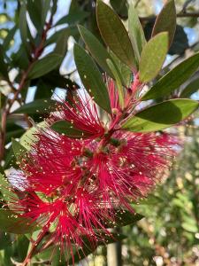 Callistemon Full Standard Bottle Brush Tree with bright pink flower spikes and slender green foliage