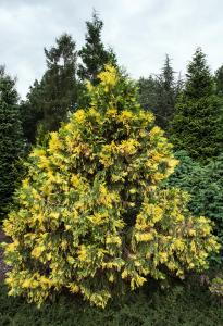 Calocedrus Decurrens Aureovariegata is also known as California Incense Cedar, evergreen variegated foliage provide year round interest