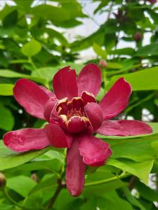 Calycanthus Aphrodite also known as sweetshrub Aphrodite, deciduous shrub, fragrant flowers late spring into summer