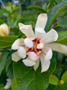 Calycanthus Venus Carolina Allspice shrub with large white flowers and a sweet fragrance