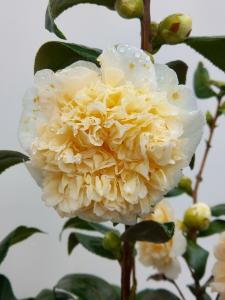 Camellia Japonica Brushfields Yellow is a stunning evergreen shrub with creamy white petals encircling soft yellow centers, offering a classic and elegant display in winter and spring.