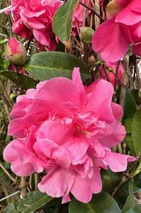 Camellia Japonica Debbie is a graceful evergreen shrub with large, soft pink flowers and dark green leaves, creating a beautiful contrast and adding charm to gardens year-round.