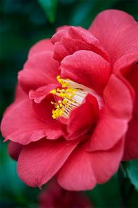 Camellia Japonica Adolphe Audusson, bright red flowering Camellia for sale online UK