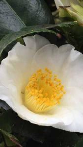 Camellia Japonica Apple Blossom