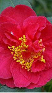 Camellia Japonica Australis, vivid red flowering Camellias to buy online, UK