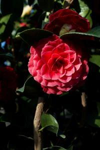 Camellia Black Lace features dark, glossy leaves and striking pink flowers, creating a dramatic and eye-catching effect in any garden.