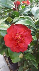 Camellia Japonica Dr Burnside flower detail with evergreen foliage - buy these plants online UK delivery