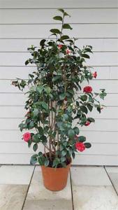 Camellia Japonica Erebo, Flowering evergreen shrubs to buy online UK