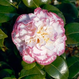 Camellia Japonica Margaret Davis, spring flowering Camellia duo tone, double flowers buy online UK