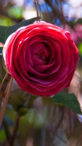 Camellia Japonica Sarah Frost, large double red flowering Camellia for sale online UK