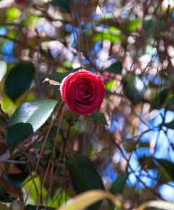 Camellia Japonica Sarah Frost, large double red flowering Camellia for sale online UK