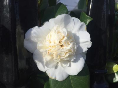 Camellia Japonica Snow Ball - White double Camellia flowers in early Spring, glossy evergreen leaves, suitable for hedging buy online UK