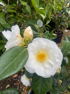 Camellia japonica White Nun in bloom with elegant pure white flowers