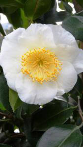 Camellia Japonica Yukimi Guruma