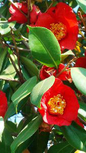 Camellia Japonica, an evergreen shrub, prefers acid soil with stiking early flowers. For sale at Paramount Plants and Gardens, UK