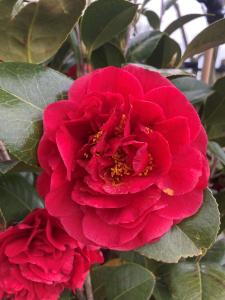 Camellia Japonica Kramers Supreme is a stunning evergreen shrub with large, vibrant red flowers and dark green foliage, offering a bold, eye-catching display in gardens during the winter and spring.