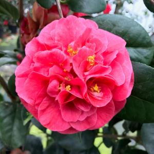 Camellia Japonica Lady Campbell is a compact evergreen shrub producing abundant double red blooms, creating a vibrant and elegant display in winter and early spring.