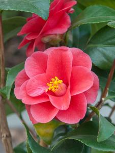 Flower of Camellia Reticulata Mary Williams, Spring flowering shrube for sale online UK