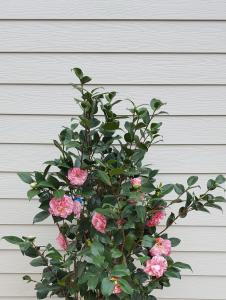 Camellia Japonica Kramers Supreme is a stunning evergreen shrub with large, vibrant red flowers and dark green foliage, offering a bold, eye-catching display in gardens during the winter and spring.