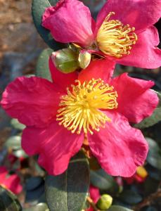 Camellia Sasanqua Yuletide offers a stunning display of bright red flowers with a yellow center, making it a perfect addition to gardens looking for color and charm during the holiday season.