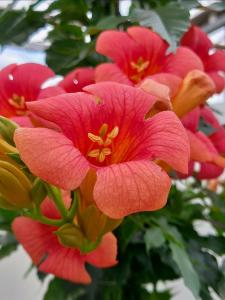 Campsis Madame Galen climbing plant with orange flowers