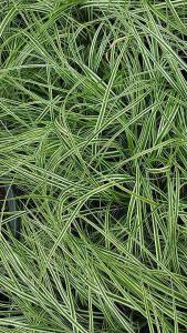 Carex Oshimensis Everest a variegated ornamental grass, an evergreen perennial - great sized plants, buy online UK delivery.