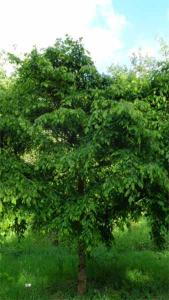 Carpinus Betulus Pendula, Weeping Hornbeam, a dwarf deciduous hornbeam with steeply pendant branches.
