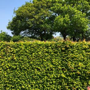 Hornbeam hedge, Carpinus Betulus growing in a UK garden 