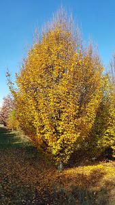 Carpinus Betulus Pyramidalis (Hornbeam)