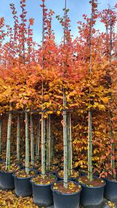 Carpinus Betulus Rockhampton Red Hornbeam (also Lochglow)