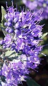 Caryopteris Clandonensis Kew Blue Bluebeard