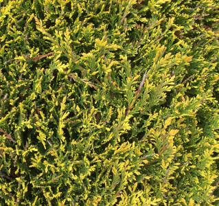 Foliage detail of Castelwellan Gold hedging 