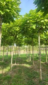 Catalpa bignonioides Nana full standard tree with rounded canopy and large green leaves