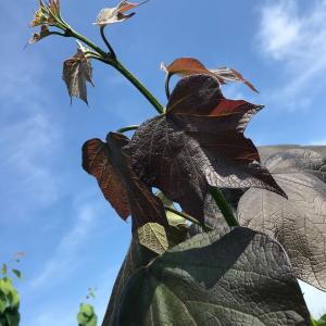 Catalpa Erubescens Purpurea, or the Purple Indian Bean Tree, is a striking deciduous tree with rich purple leaves and large, fragrant white flowers, offering a bold, ornamental addition to gardens.