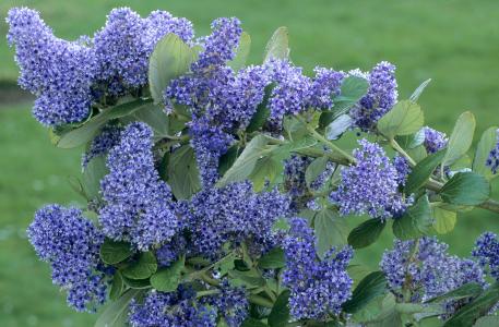 Ceanothus Arboreus Trewithen Blue Californian Lilac for Sale Online UK