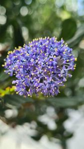 Ceanothus impressus Victoria flower clusters in full bloom with bright blue petals