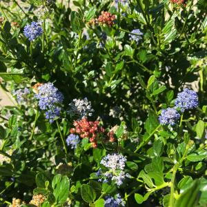 Ceanothus Thyrsiflorus Skylark is a fast-growing evergreen shrub with clusters of vibrant blue flowers, attracting pollinators and adding a splash of color to gardens in spring and summer.