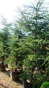 Cedar of Lebanon or Cedrus Libani is for sale at specimen tree specialists Paramount in North London, UK & online. 